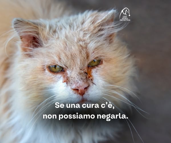 SALVIAMO I GATTI AFFETTI DA FIP