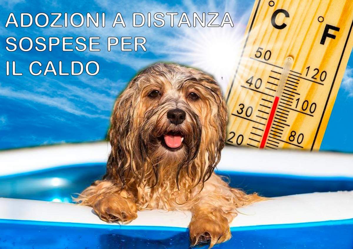 Adozioni a distanza sospese per il caldo