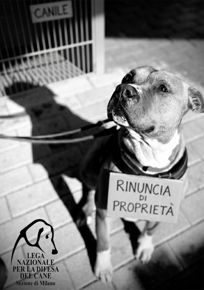 “Essere senziente” nelle intenzioni, scarto sociale in gabbia: la rinuncia di proprietà è un abbandono legalizzato.