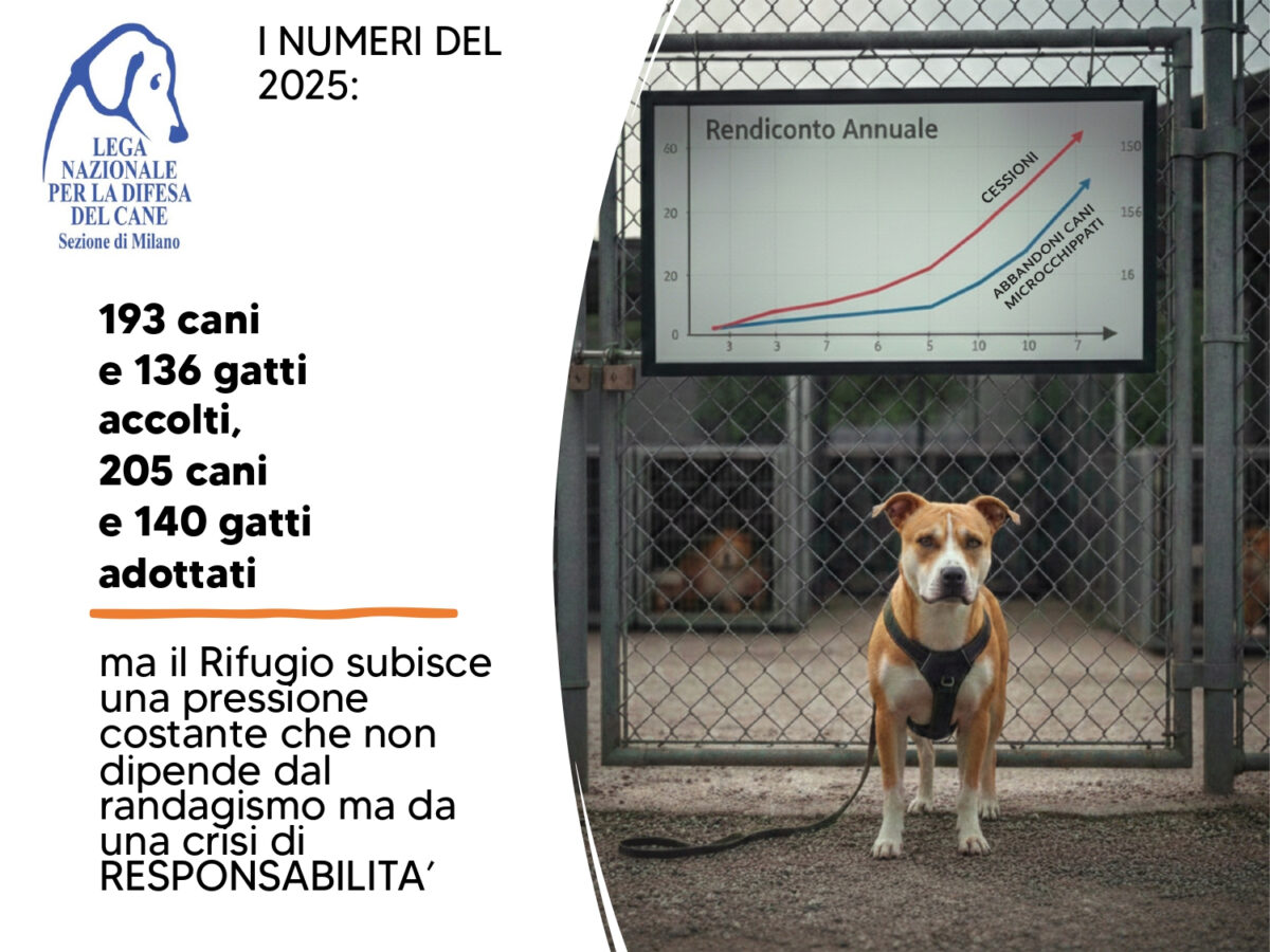 I nostri numeri: rendiconto 2025