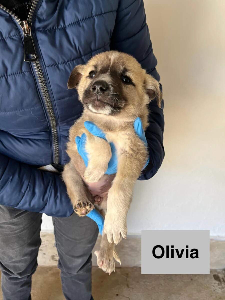 Olivia- in arrivo