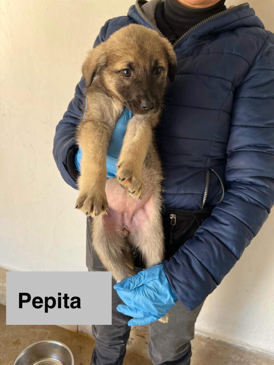 Pepita- in arrivo