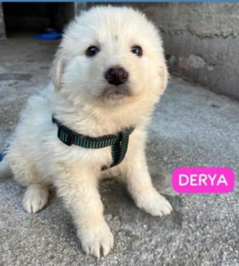 Derya- in arrivo