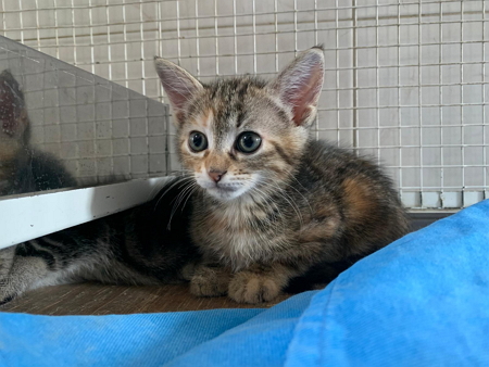 Zoe