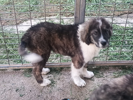 Karim