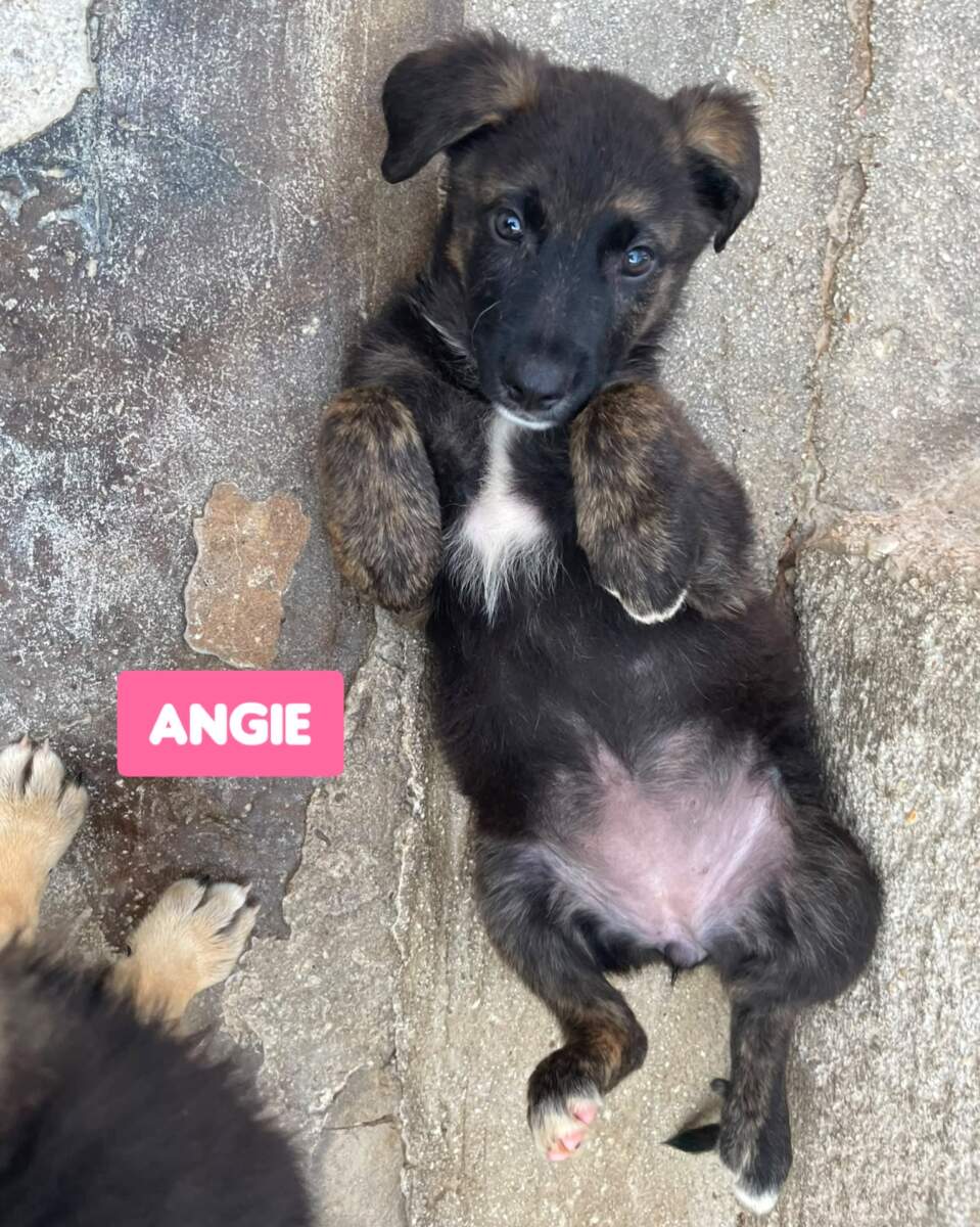 Angie- in arrivo
