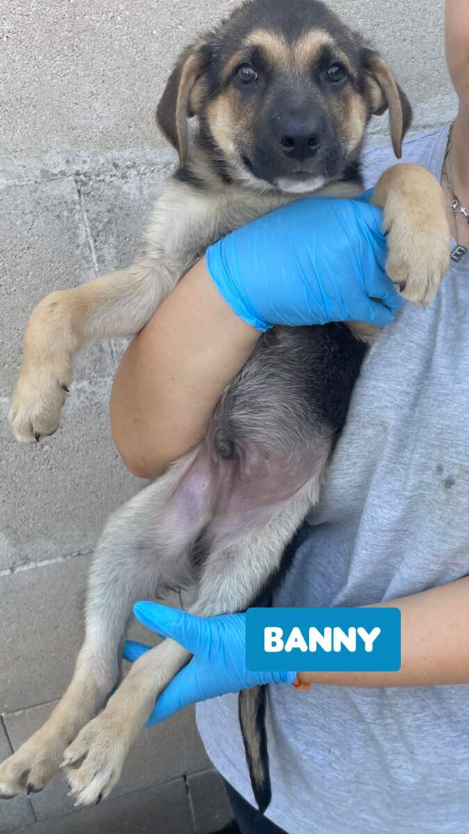 Banny- in arrivo