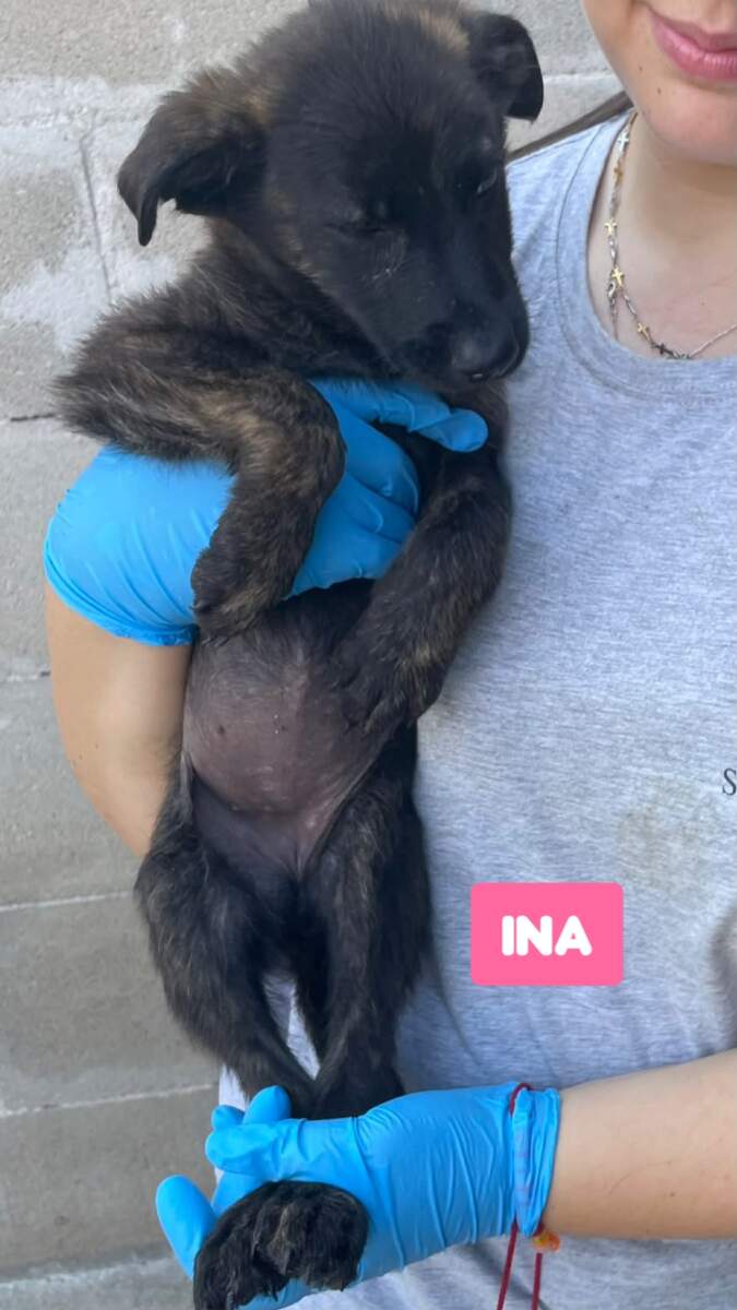 Ina- in arrivo