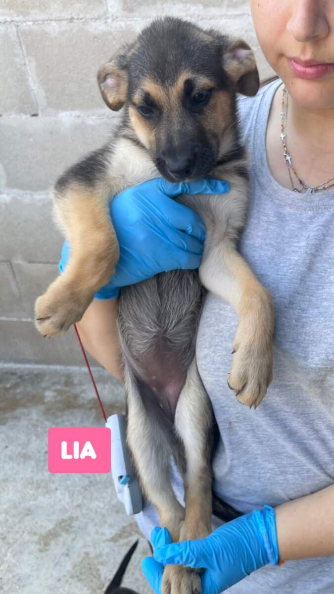 Lia- in arrivo