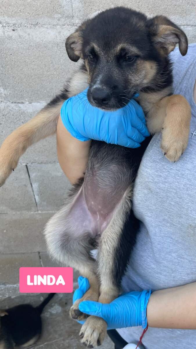 Linda-in arrivo
