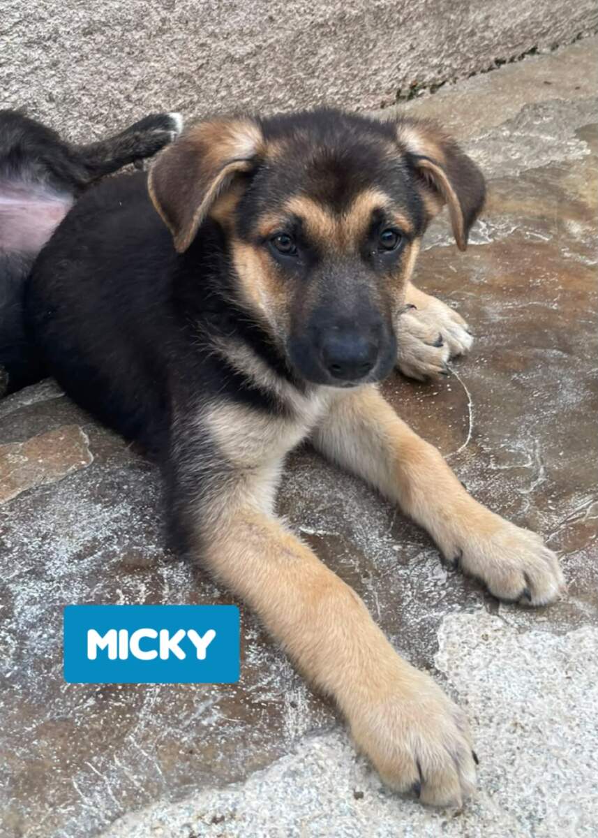 Micky- in arrivo