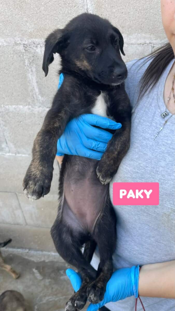 Paky-in arrivo