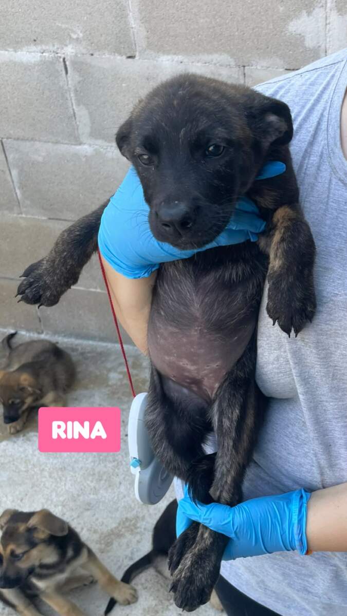 Rina-in arrivo