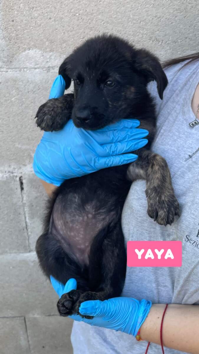 Yaya-in arrivo