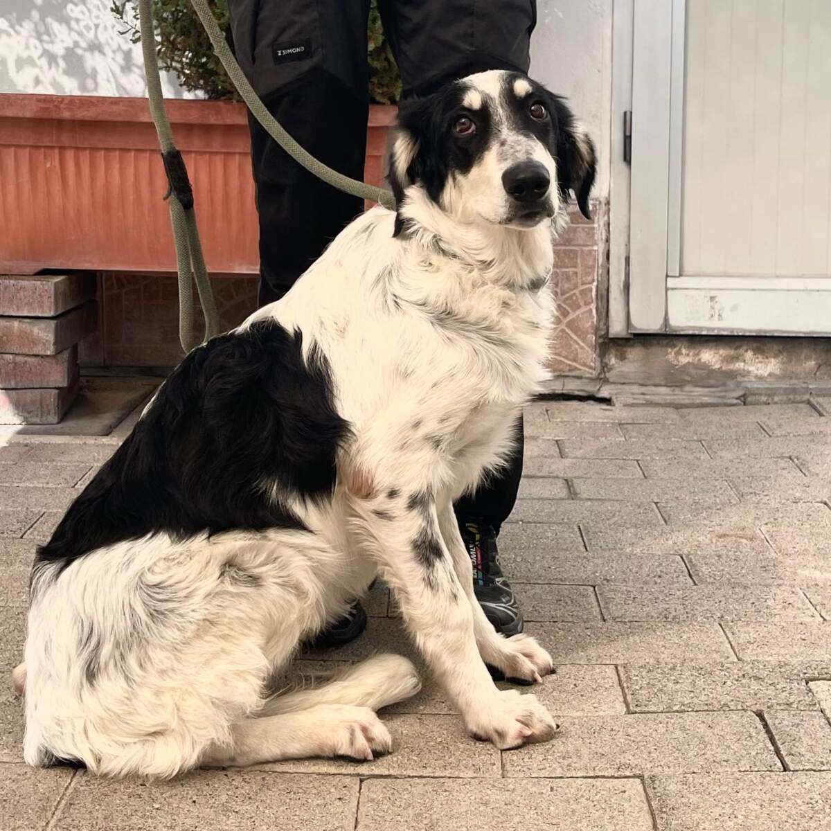 Jara