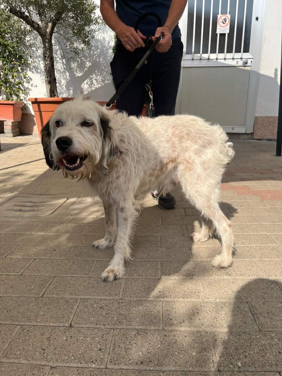 Bianco