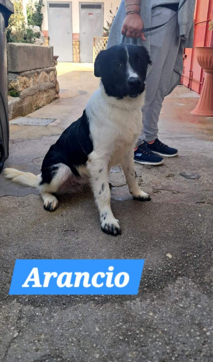 Arancino- in arrivo