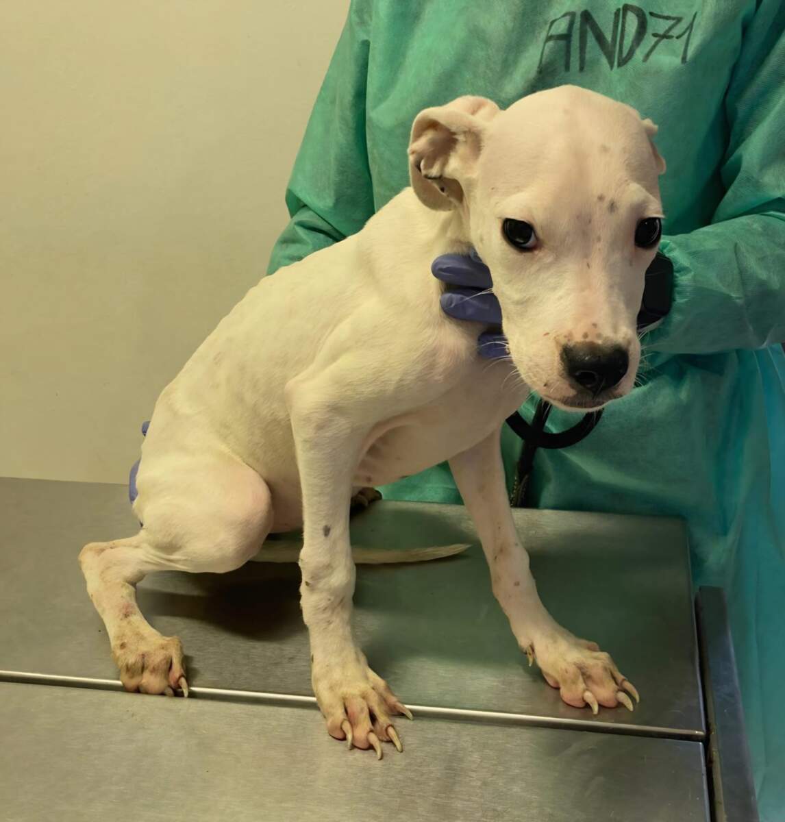 CUCCIOLA DOGO- in arrivo