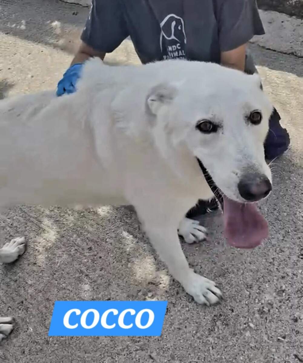 Cocco – in arrivo