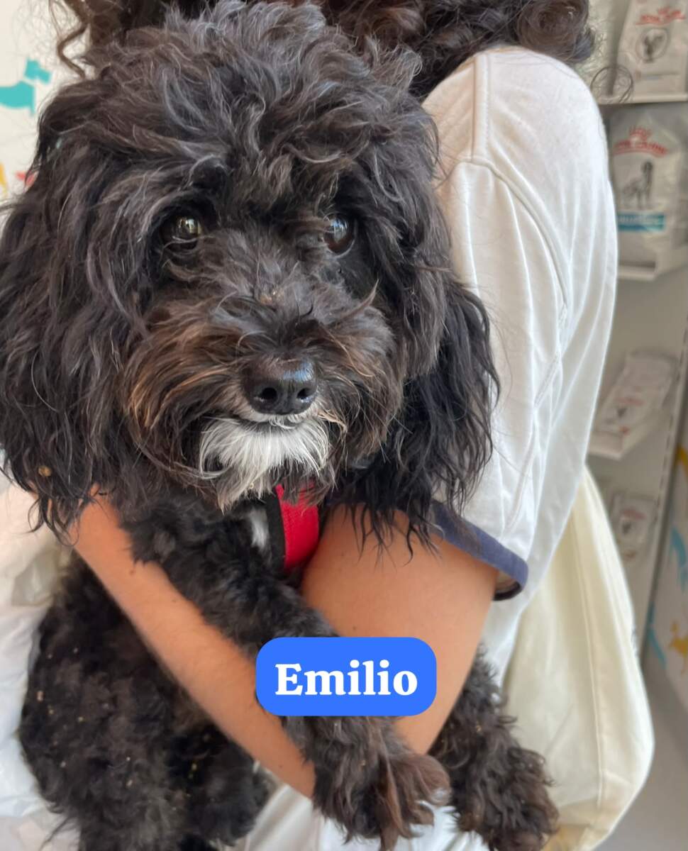 Emilio – in arrivo
