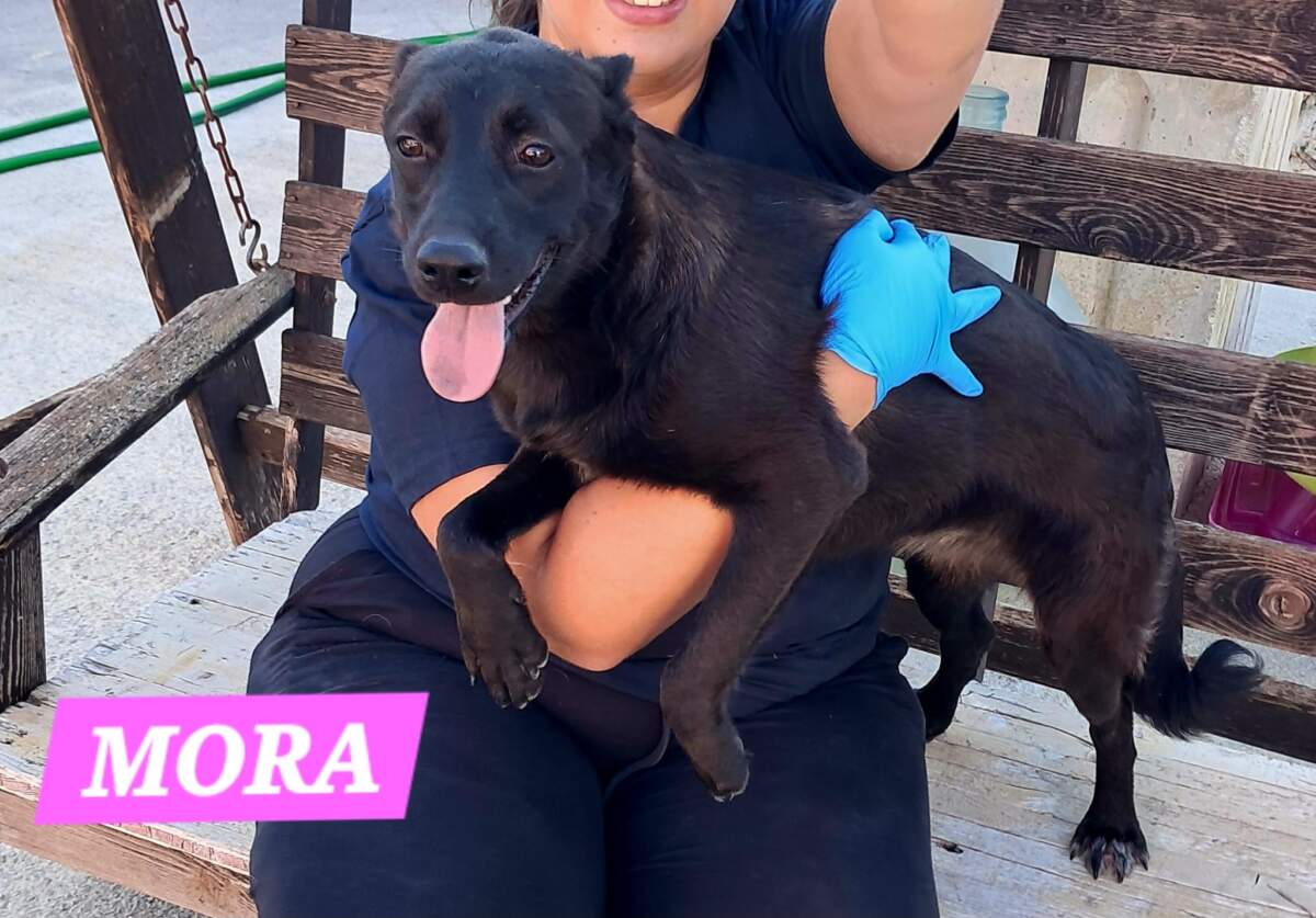 Mora – in arrivo