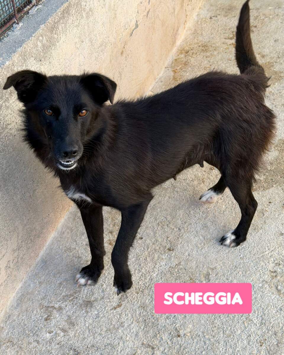 Scheggia – in arrivo