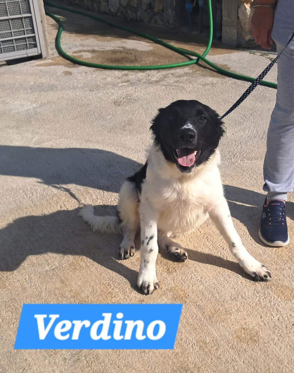 Verdino – in arrivo